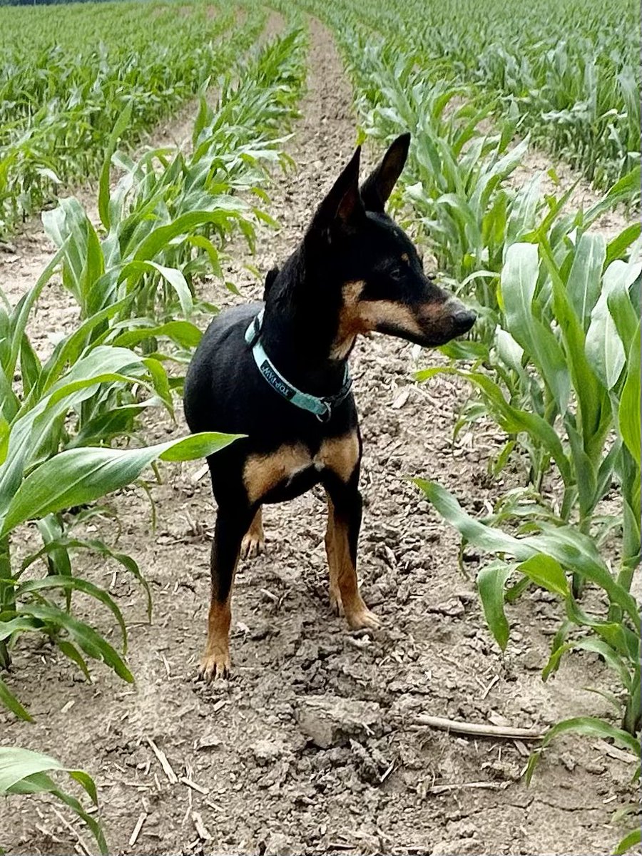 APeercy's tweet photo. @Texasbrn Rat terrier https://t.co/mM6iLbtlcI