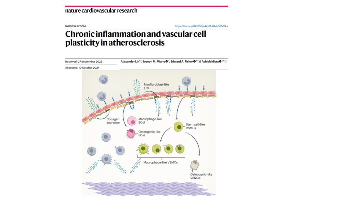 Heart Research Institute (@hriaust) on Twitter photo Congrats to <a href="/AshishMisraLab/">Ashish Misra</a> and team on the publication of their latest review in #Nature CVR! ๐
The paper outlines how modulating plaque cell phenotypes could revolutionise therapeutic strategies for advanced #atherosclerosis.
Read the article now: go.nature.com/4g9Hn7I Congrats to <a href="/AshishMisraLab/">Ashish Misra</a> and team on the publication of their latest review in #Nature CVR! ๐
The paper outlines how modulating plaque cell phenotypes could revolutionise therapeutic strategies for advanced #atherosclerosis.
Read the article now: go.nature.com/4g9Hn7I