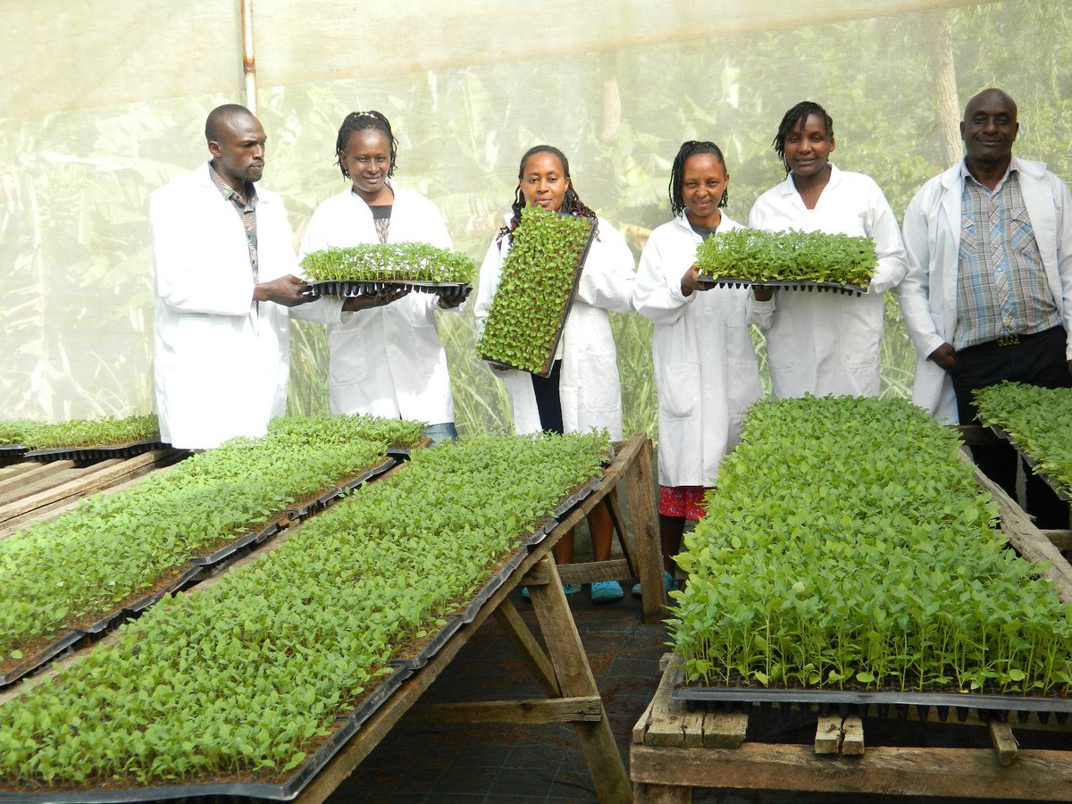 Rukaria Farm of Paul on the slopes of Mt #Kenya continues to succeed as a ##seedbusiness producing apical cuttings of #potato. Hands up to Paul for persevering in his business, took a few years and vision, which is now blossoming!