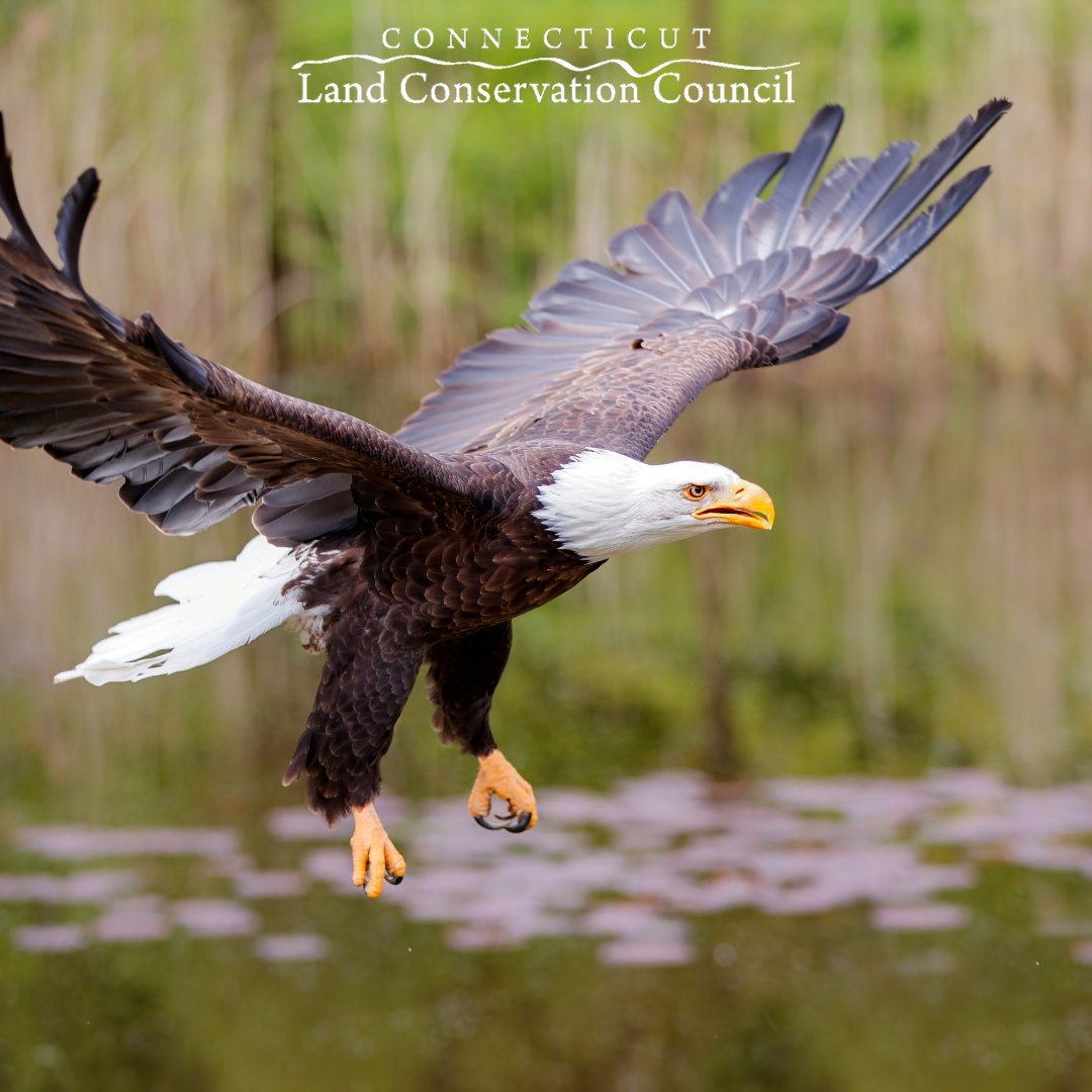 In 2024, we’ve advocated for the protection and enhancement of state land conservation funding, helping to protect 2,626 acres of open space through 17 projects across 18 municipalities in Connecticut! Help us protect land conservation across Connecticut.bit.ly/4e957qD