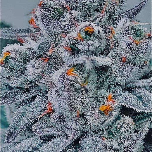 CraftBreeders's tweet photo. 🔥 PRODUCT SPOTLIGHT!!! 🔥

 NEW DROP!!!!! 

PULSE

 Original Runtz x Purple Hindu Kush Sweet and Funky! Medium to a large yield! Great for growing both indoors and outdoors! An easy enjoyable growing experience all around.

 From our friends over at Old Soul Cultivators @PStarseed420 
 Get YOURS today here https://t.co/iPOk56ApSE 

https://t.co/mpuFDmgebU , come on home... the fire is VERY hot!!!
🔥🔥🔥🔥🔥🔥 

Thanks~CB