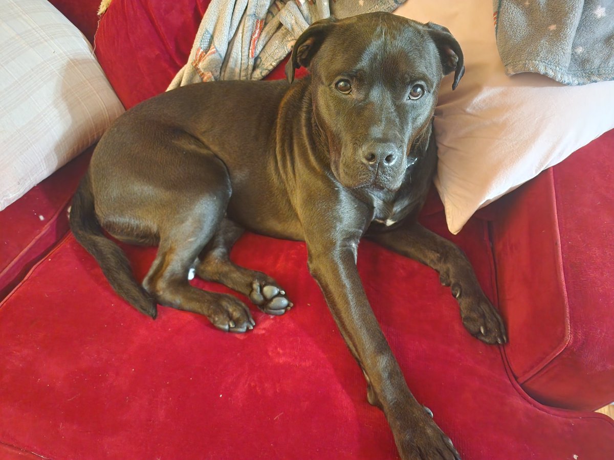 bracedbabe's tweet photo. Everyone look at my new dog he has the cutest face https://t.co/lfWXLr1VGV
