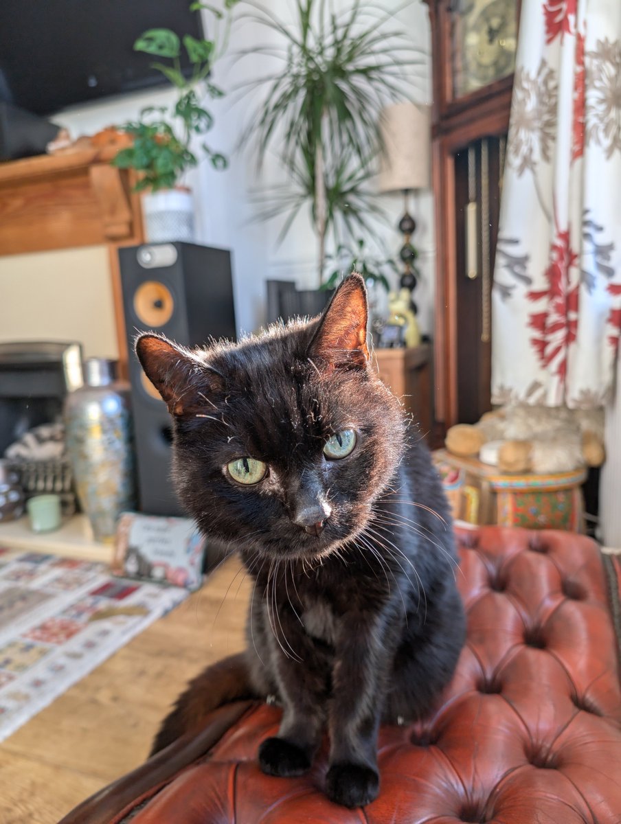 JessOfficial22's tweet photo. Wowsers i found my account 😺😺😺😹 happy Christmas peeps @kentman72 im furry happy in my furever home with @OfficialPanfur 😻😻😻😻😻 https://t.co/st5ejmuNf5