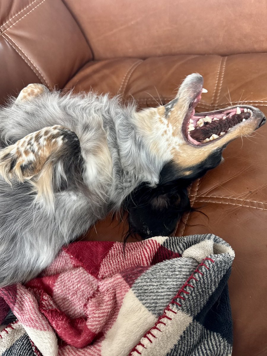 Leo stepped on a Lego