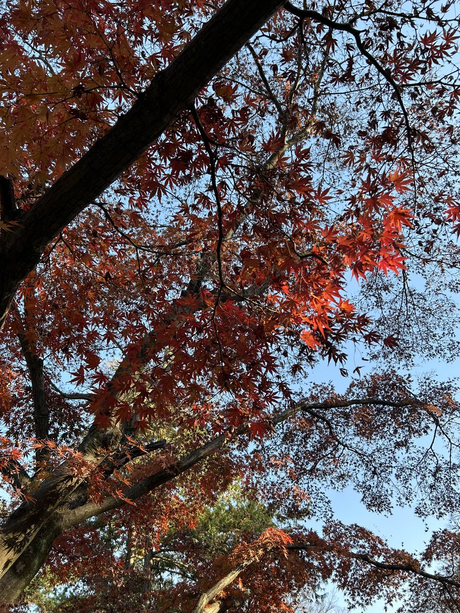 milpisan's tweet photo. 紅葉を観に行けなかったけど、近所の公園でギリ間に合った。 https://t.co/iHYoujp1IZ