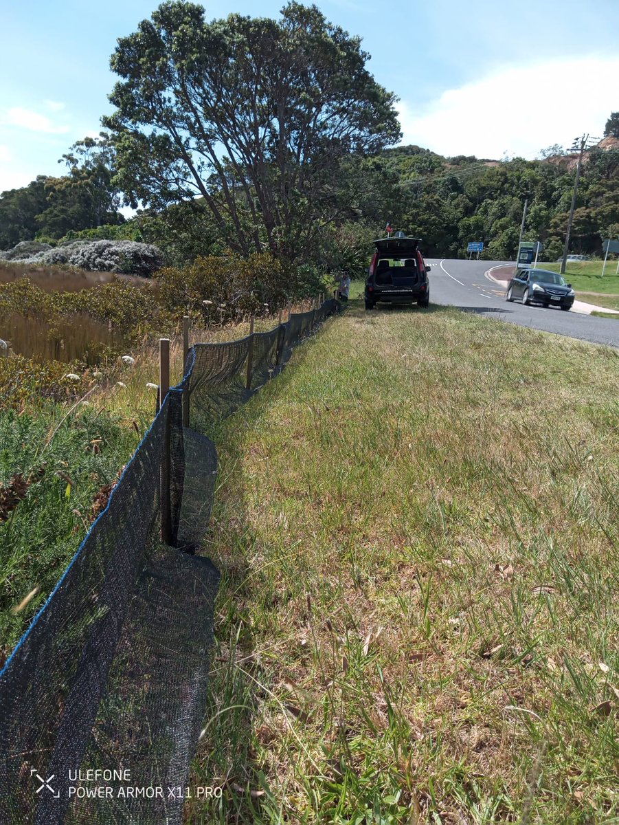 A momentous stoat catch! 👏 In an area of interest the team spent days last week setting up 180 meters of hazing (a mini fence) to guide the elusive stoat (which had been sighted many times by the community) toward a trap. Good news, it was a success! #stoat #predatorfree