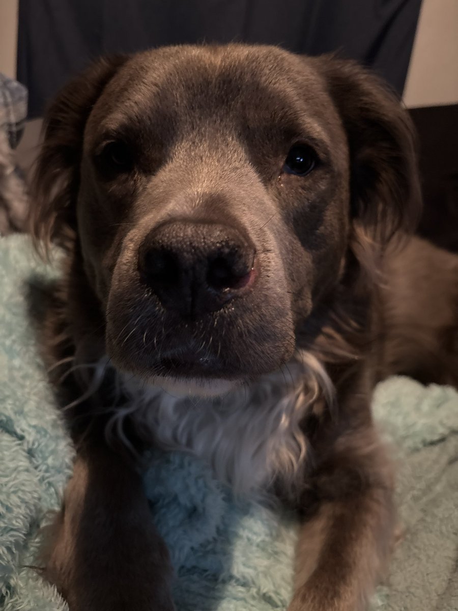 nwflgl's tweet photo. This doggo of mine. I love his long haired, square headed, heart shaped nose, fuzzy eared,fan tailed, side eyeing, judgy pittie stare and pouty lipped grand puppy of mine. https://t.co/EhdKrigjMU