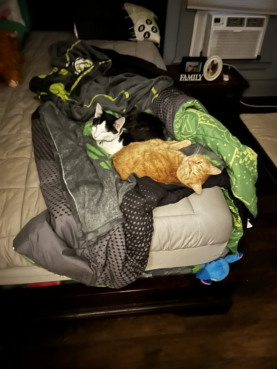 StitchdPanda's tweet photo. It’s been a week since we said good bye to our sweet Fenrir. My heart still hurts. I find myself doing things I used to do for him. The house is super quiet. I miss him so very much. We are healing our hearts together. We still have our cats. To help the healing process. https://t.co/F5royeE1kx