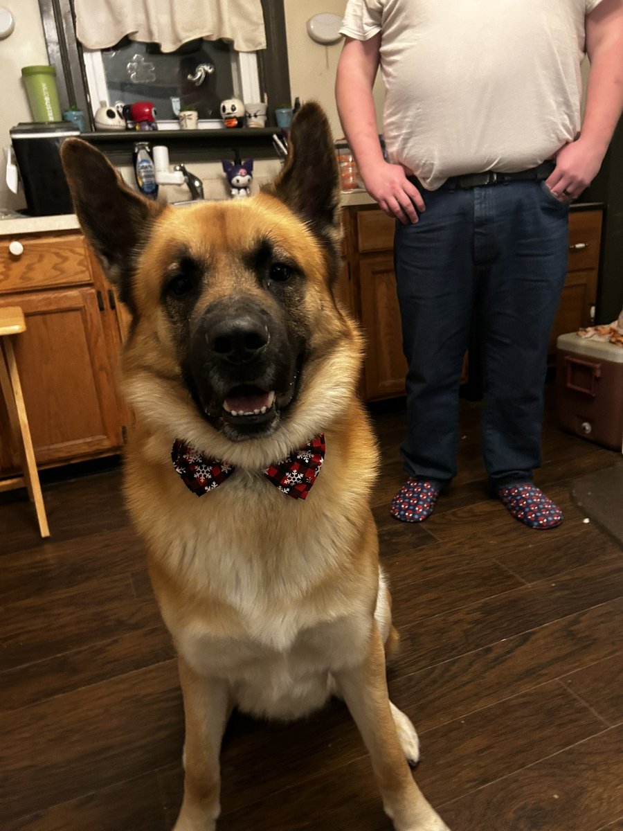 StitchdPanda's tweet photo. It’s been a week since we said good bye to our sweet Fenrir. My heart still hurts. I find myself doing things I used to do for him. The house is super quiet. I miss him so very much. We are healing our hearts together. We still have our cats. To help the healing process. https://t.co/F5royeE1kx