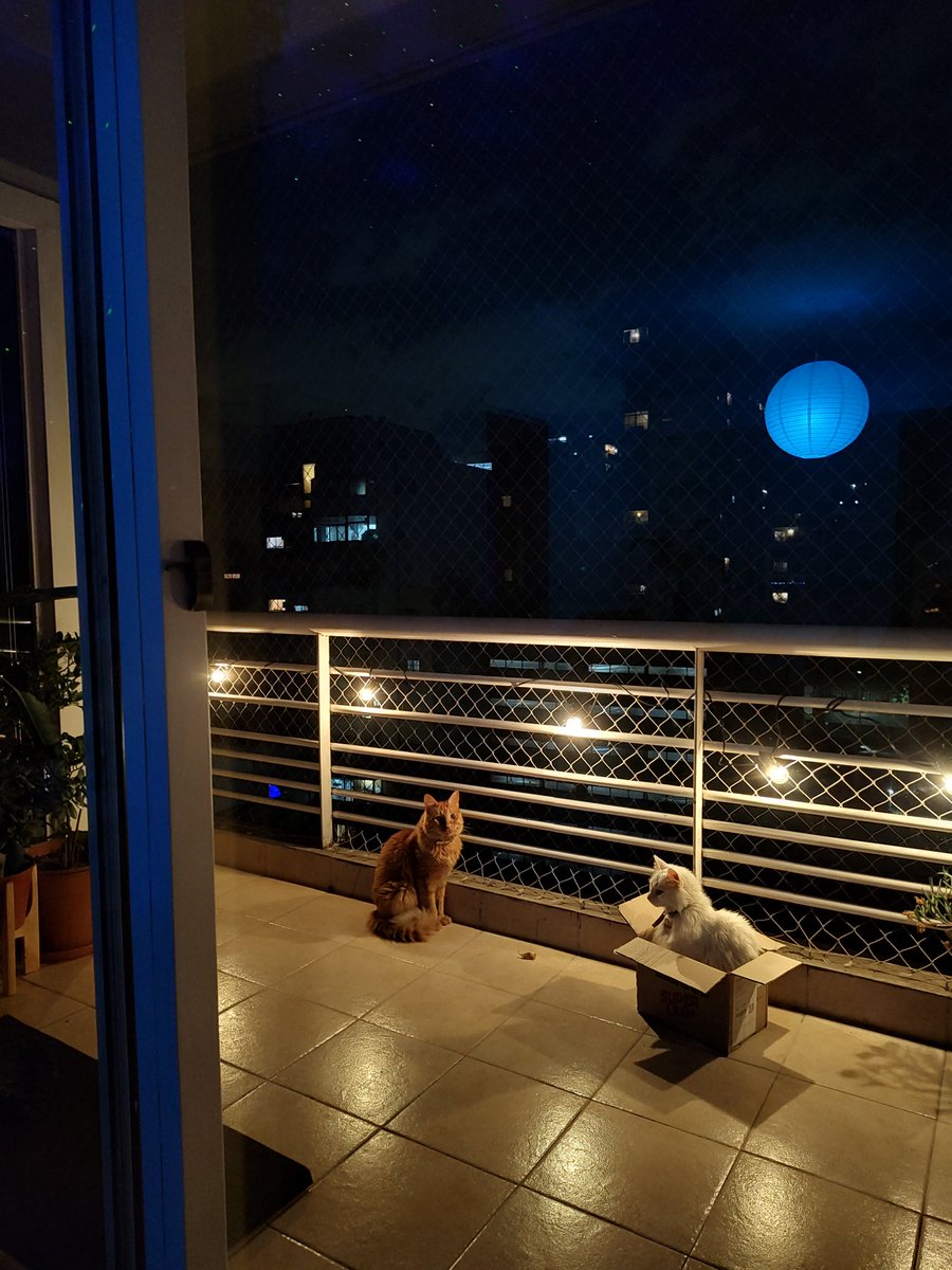 Tiempo de espera para la caja: 20 a 30 minutos
Actualmente: 1 gato adelante de usted