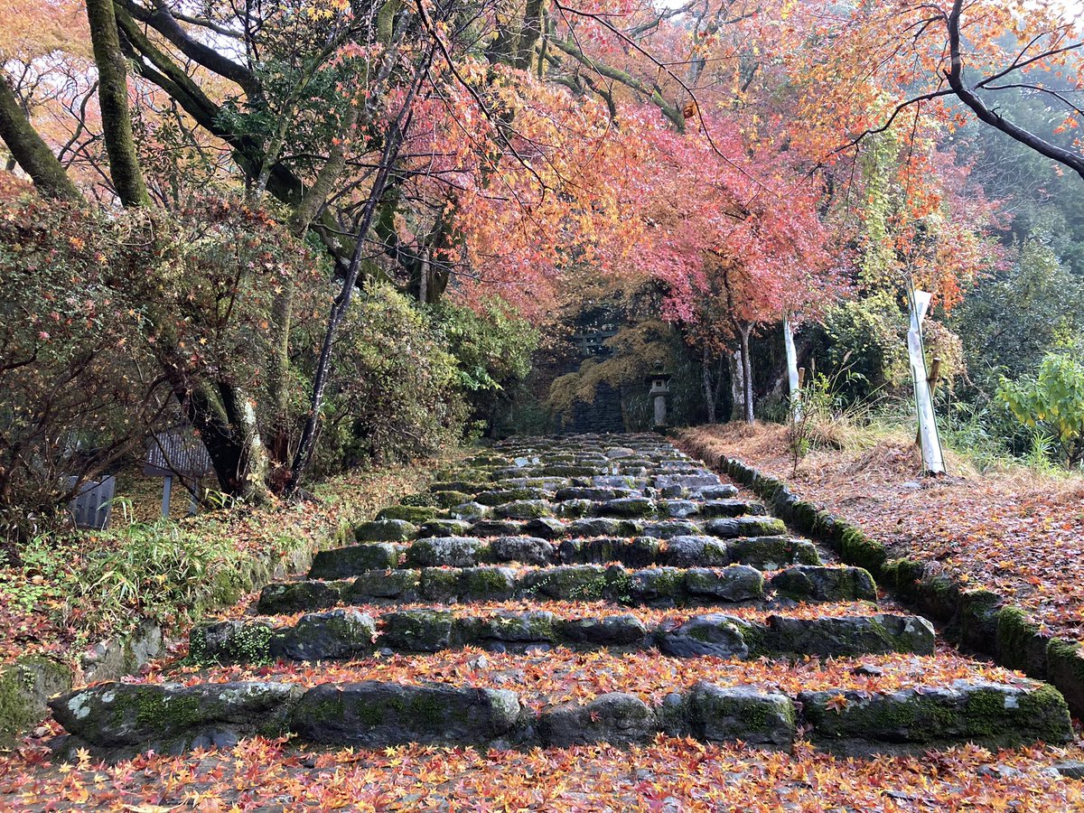 amagiasakura's tweet photo. 【#紅葉 情報🍁】#秋月城跡 黒門の紅葉は落葉が進んでいます。まだ紅葉の絨毯と一緒にお楽しみいただけます☺️
※写真は2024.12.12朝撮影。
#秋月 #朝倉市 #福岡 #あさくらいふ #水もしたたるいいところ https://t.co/l8oIGLRHjs