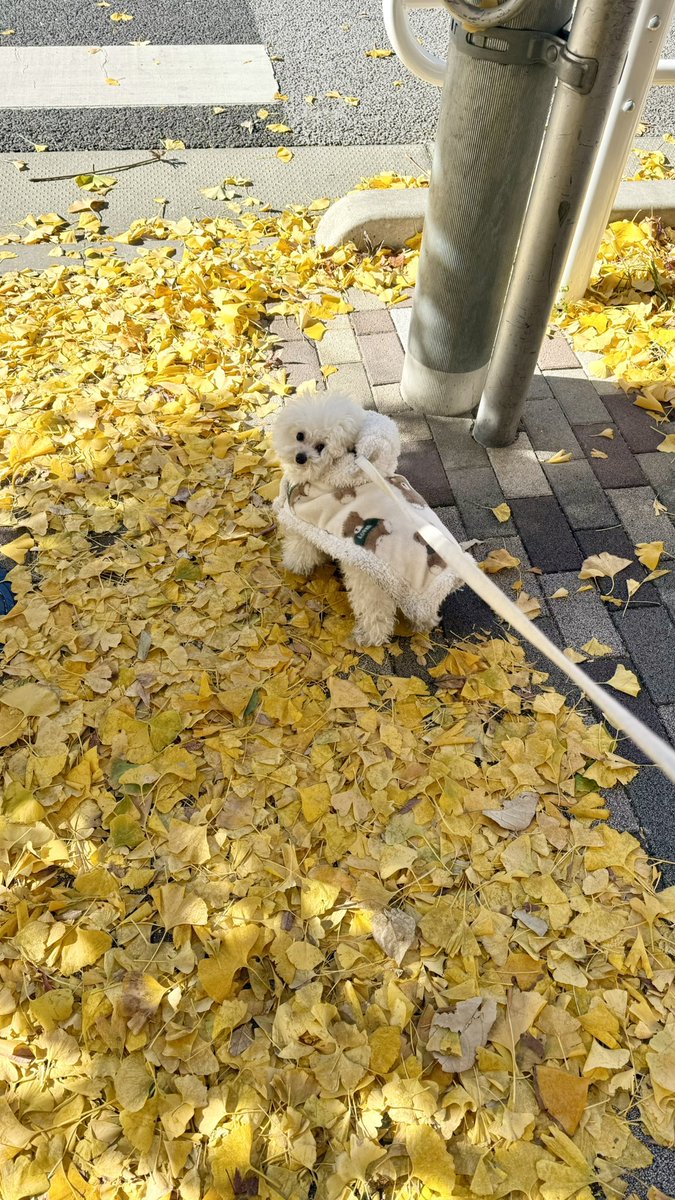 popo__ran's tweet photo. おちば沢山あるね🍁

#紅葉　#散歩　#トイプードル
#犬 #dog  #whitepoodle
#kawaii  #morning https://t.co/hG2feVH3HR