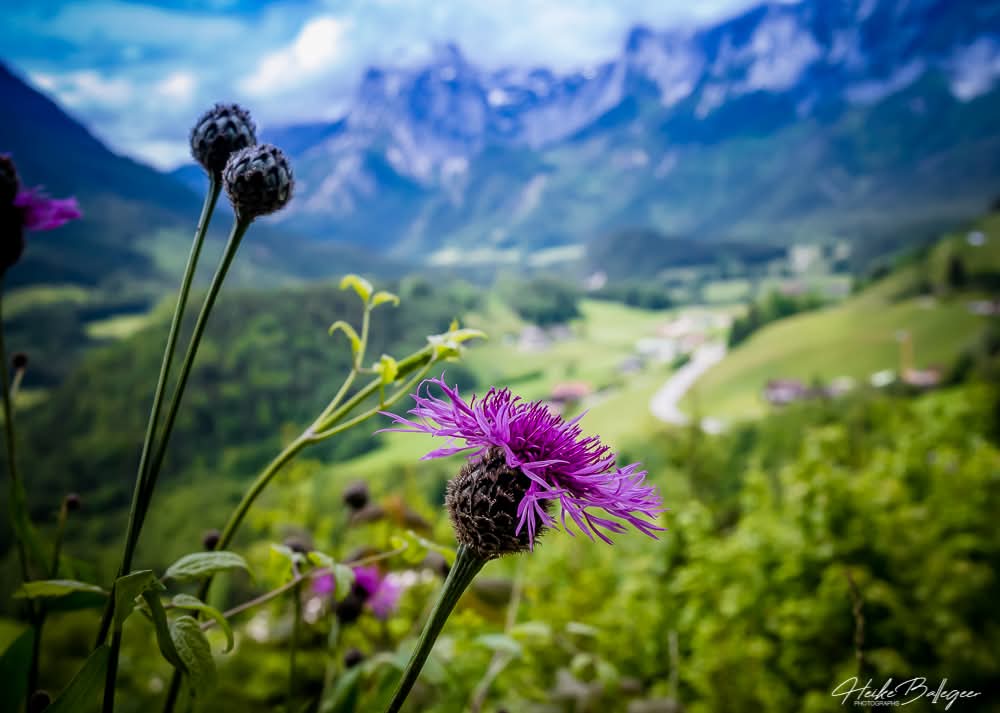 Heike John Ba (@sassenachplace) on Twitter photo Good Morning Universe,Good Morning Ladies
<a href="/witchofgric/">MaLena</a> <a href="/SwietjesO/">Swietjes Outlander</a> <a href="/10MinDQ/">Cookie Roof ๐ช</a> <a href="/brittafahl70/">Britta Fahl</a>
<a href="/KathleenCormi16/">Kathleen Cormier ๐๐ง</a> <a href="/LallyFawn/">Lally</a> <a href="/LuckeyLass/">Cyn Luckey</a>
<a href="/Tait1Kathy/">Kathy Tait</a> Good Morning Universe,Good Morning Ladies
<a href="/witchofgric/">MaLena</a> <a href="/SwietjesO/">Swietjes Outlander</a> <a href="/10MinDQ/">Cookie Roof ๐ช</a> <a href="/brittafahl70/">Britta Fahl</a>
<a href="/KathleenCormi16/">Kathleen Cormier ๐๐ง</a> <a href="/LallyFawn/">Lally</a> <a href="/LuckeyLass/">Cyn Luckey</a>
<a href="/Tait1Kathy/">Kathy Tait</a>