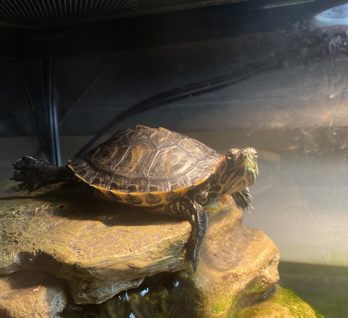 foxxeh84's tweet photo. Tortellini 🐢
#reptiles
#sliderTurtle https://t.co/A5t1S2anWV