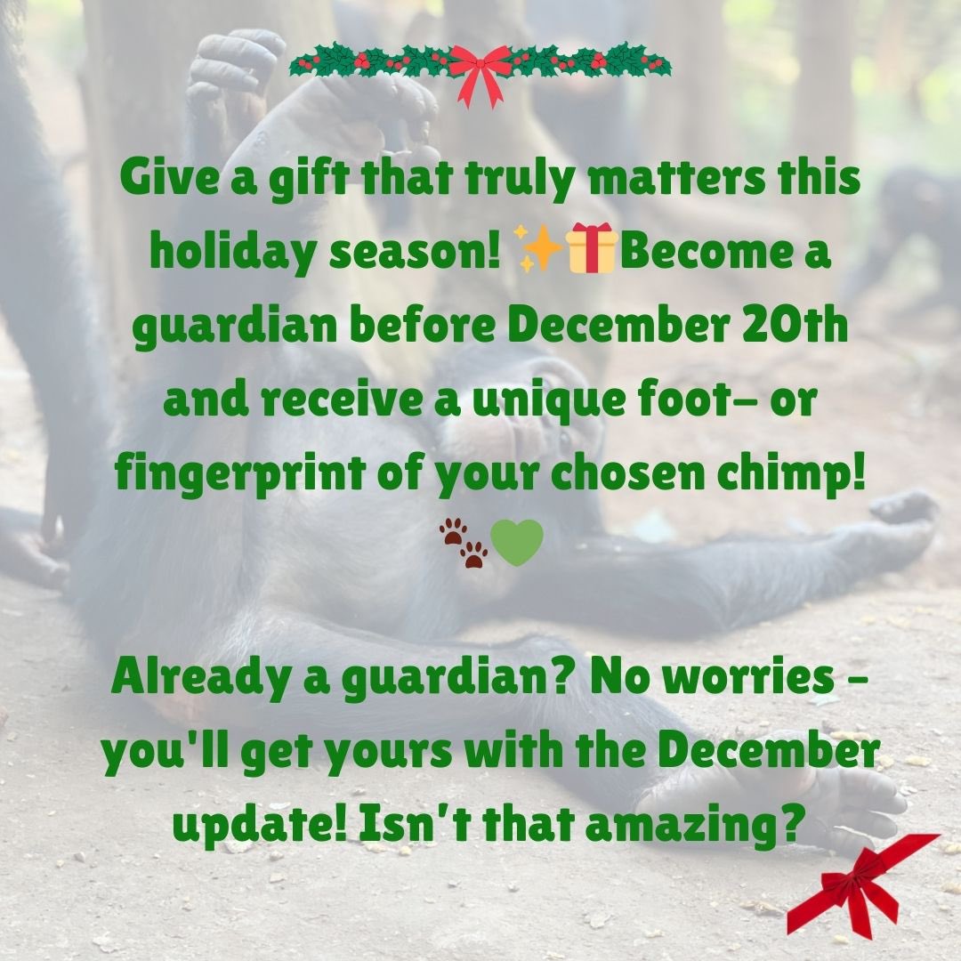 Tacugama (@tacugama) on Twitter photo This Holiday Season: Give a Gift That Leaves a Mark!. Make your loved one the guardian of a rescued chimp.
You will receive ๐ ๐ฎ๐ง๐ข๐ช๐ฎ๐ ๐๐ก๐ข๐ฆ๐ฉ๐๐ง๐ณ๐๐ ๐๐จ๐จ๐ญ๐ฉ๐ซ๐ข๐ง๐ญ as a special keepsake!
โก๏ธ tacugama.com/product-categoโฆ
In the photo: Flavour ๐ This Holiday Season: Give a Gift That Leaves a Mark!. Make your loved one the guardian of a rescued chimp.
You will receive ๐ ๐ฎ๐ง๐ข๐ช๐ฎ๐ ๐๐ก๐ข๐ฆ๐ฉ๐๐ง๐ณ๐๐ ๐๐จ๐จ๐ญ๐ฉ๐ซ๐ข๐ง๐ญ as a special keepsake!
โก๏ธ tacugama.com/product-categoโฆ
In the photo: Flavour ๐
