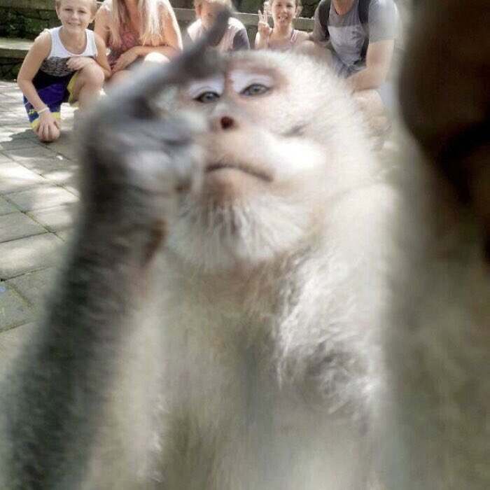 rivers as monkeys (@riversmonkeys) on Twitter photo 