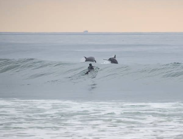 mrantoniopeters's tweet photo. This surfer had a front row seat to the dolphin show. Love #dolphins https://t.co/b31VXeGJHa