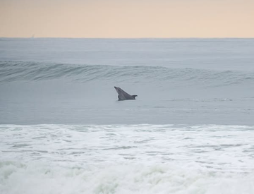 mrantoniopeters's tweet photo. This surfer had a front row seat to the dolphin show. Love #dolphins https://t.co/b31VXeGJHa
