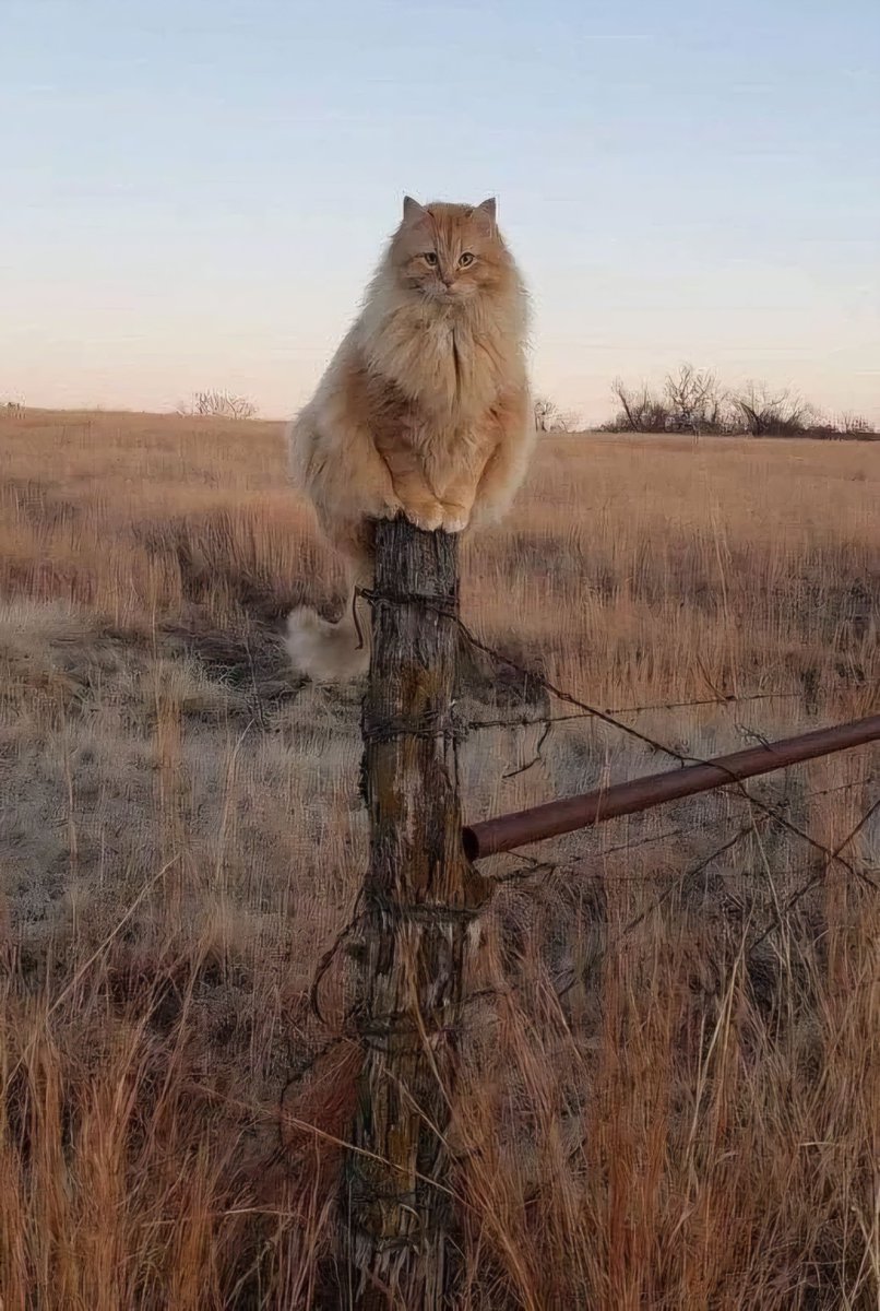 the internet can never have enough cat posts