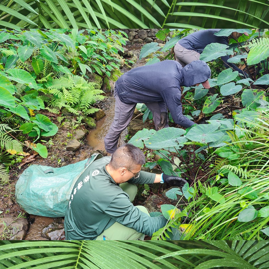 🌱Hawaiʻi Green Growth partnered with Kualoa Ranch for an Aloha+ Challenge Volunteer Workday⛏️focused on making progress towards achieving the 2030 Natural Resource Management goal.✅Members learned about Kualoa Ranch’s stewardship, agriculture, and local food initiatives. 💚