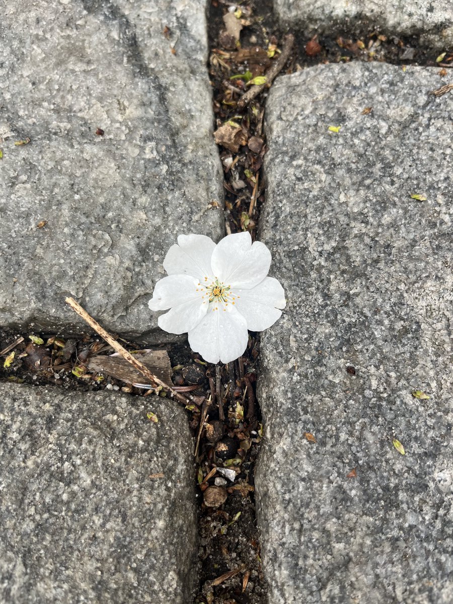 may all your trials end in full bloom