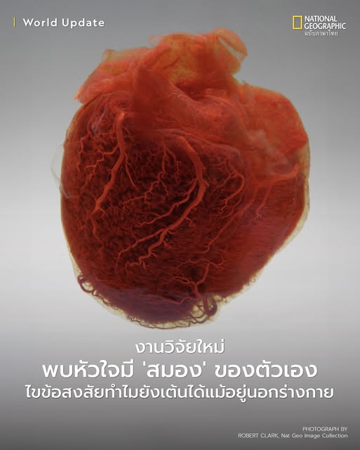 งานวิจัยใหม่เผยให้เห็นว่าหัวใจมีระบบประสาทที่ซับซ้อนเป็นของตัวเอง หรือที่เรียกว่า ‘สมองขนาดเล็ก’ ซึ่งสามารถควบคุมการเต้นของหัวใจได้โดยไม่ขึ้นกับสมอง นั่นเป็นเหตุผลที่ว่าทำไมอวัยวะสำคัญชิ้นนี้ถึงเต้น ได้ด้วยตัวเองเมื่ออยู่นอกร่างกาย (มีต่อ)