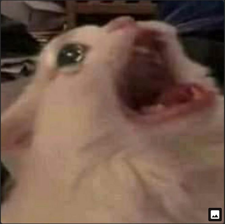 REVIVIÓ CHAT GPT,TE AMO GRACIAS. 😭