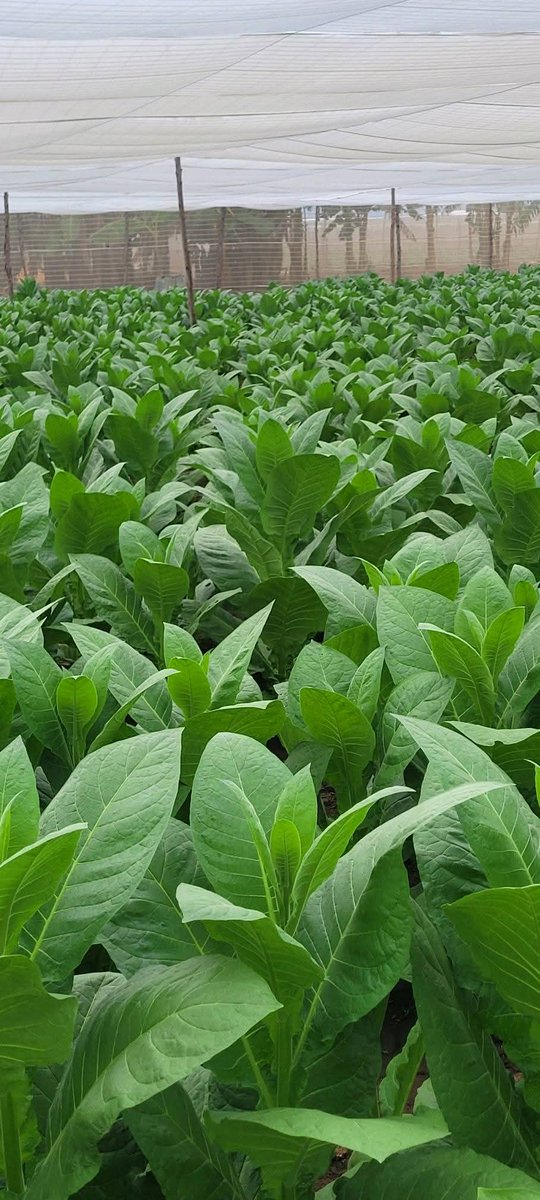 Los campos de #PinardelRío se llenan de verde con la siembra de más de 3400 ha de tabaco en la actual campaña. #Cuba #PinarXNuevasVictorias