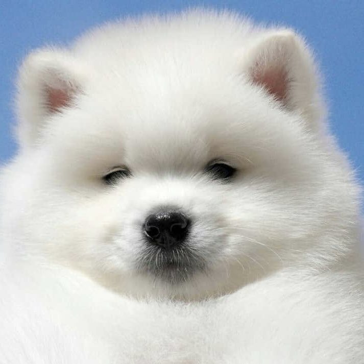 ตุ้วอ้วมอ้วม ૮.•  • ა