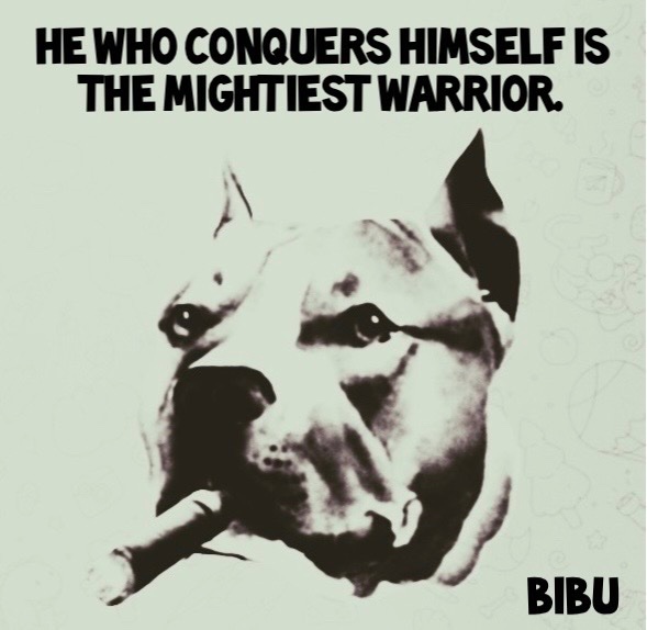 BibuToken's tweet image. 🫶INSPIRATION IS ALWAYS AROUND YOU, BIBU IS WITH YOU🫶