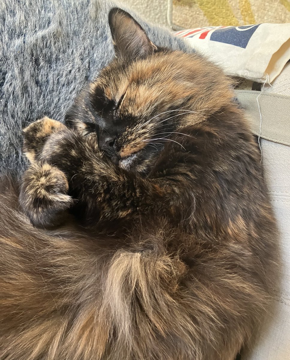 singing an dancing’s on 
teh moon with mine cisterns 
🌙✨<a href="/HuittyH/">Huitty 🧡 Oliver, Kate, Kaylee, Aggie, Scruffa</a> &amp; <a href="/BCatPix/">Baby Cat - #AlwaysAddALT</a> 
collecting Hope-Dust for our hooms and frenz 💗