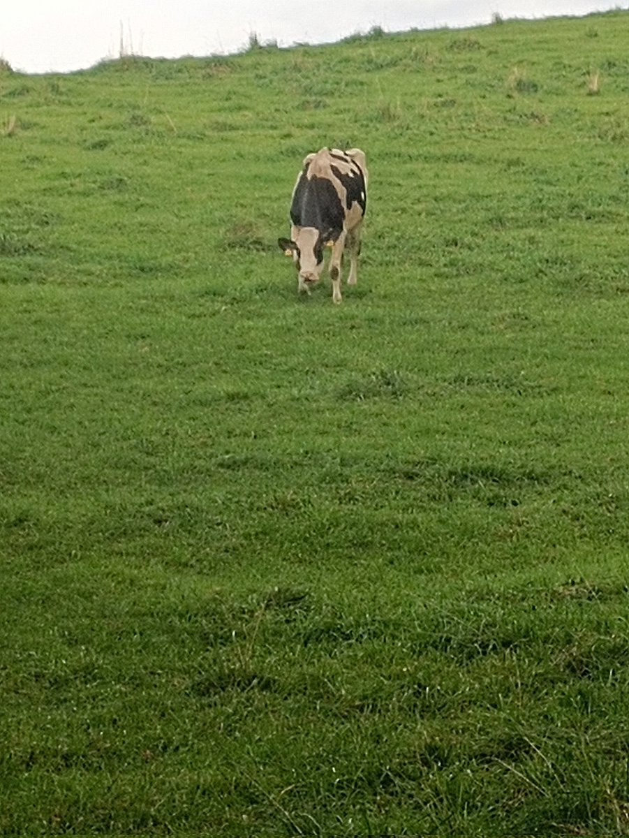 べこぱぱ tweet media