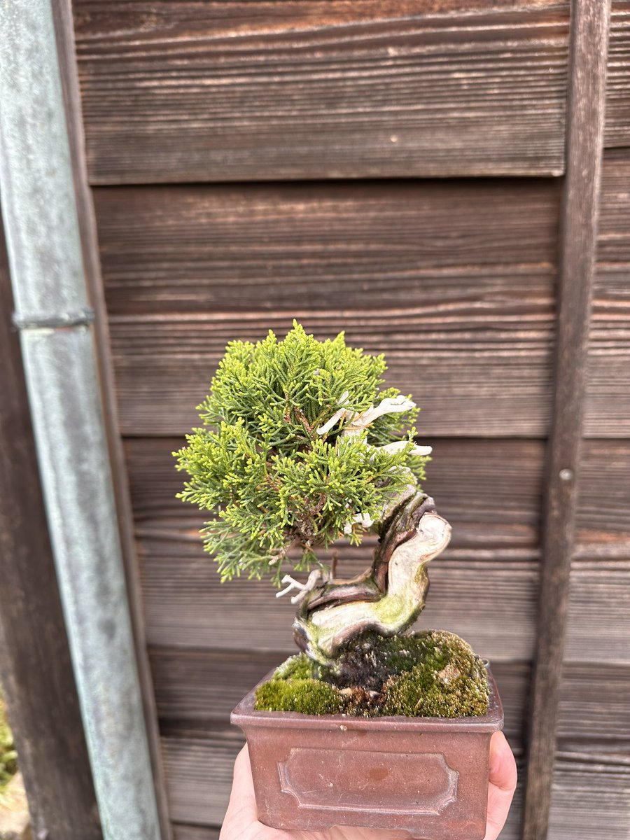 BonsaiSaeglopur's tweet photo. 少し小さくしたくて針金かけ。
もっと少し枝の動きがわかるような、出たり入ったりした形作りを目指したい。
#BONSAI #小品盆栽 #盆栽 #真柏 #黒松 #juniper https://t.co/hykT23odjO