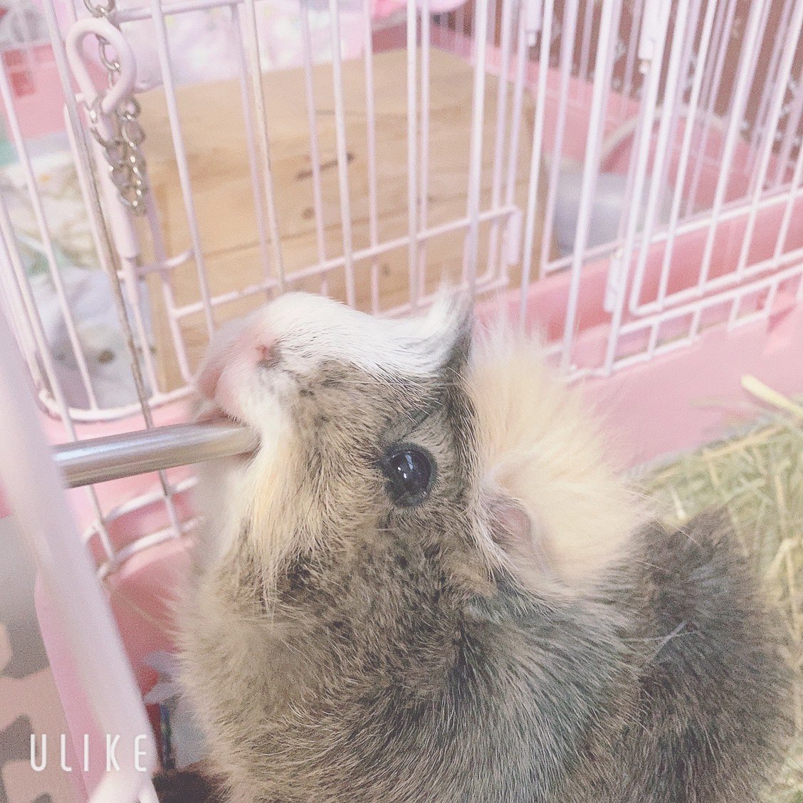 chi__ppi's tweet image. お水好きだね (*ˊᵕˋ* )🫶

#モルモット