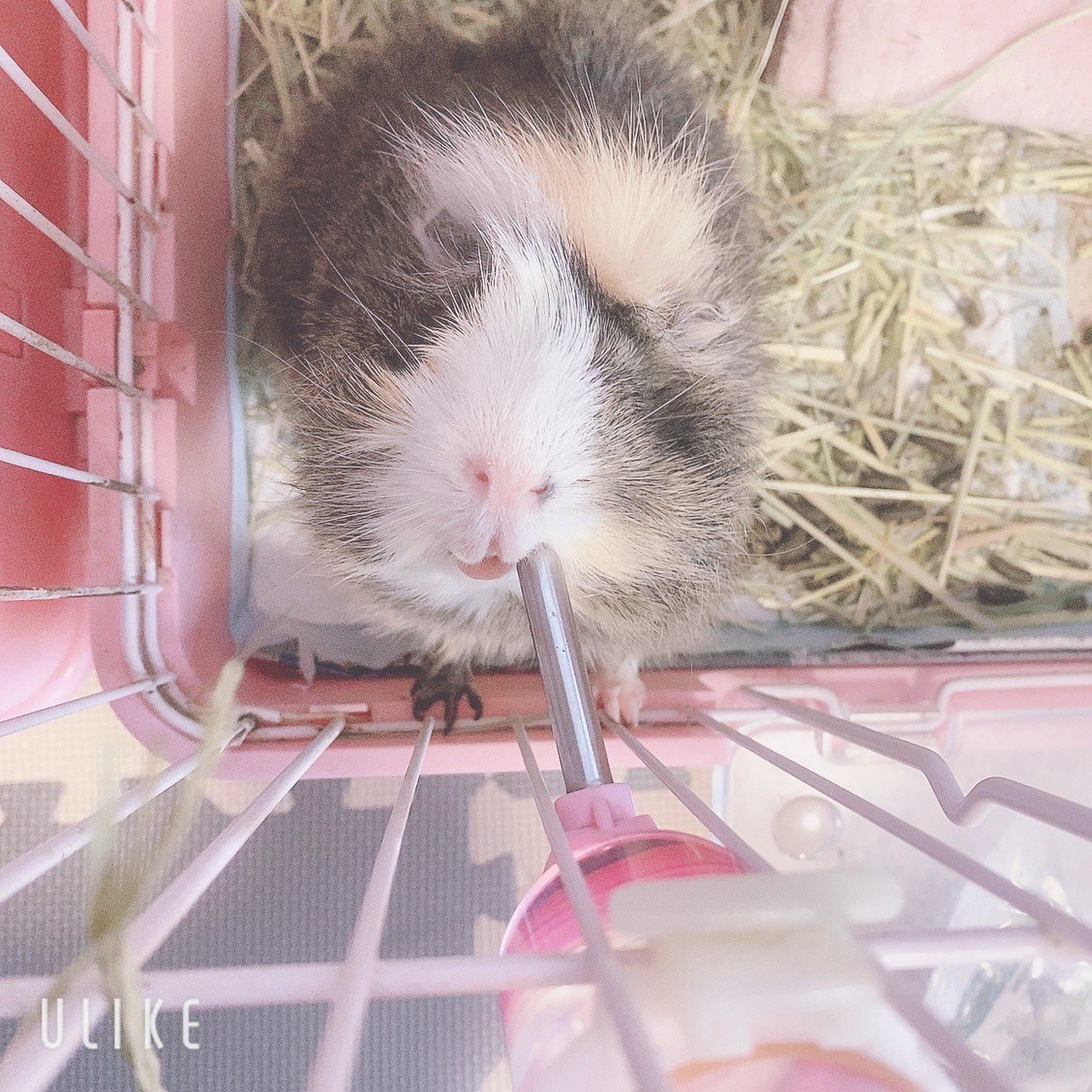 chi__ppi's tweet image. お水好きだね (*ˊᵕˋ* )🫶

#モルモット