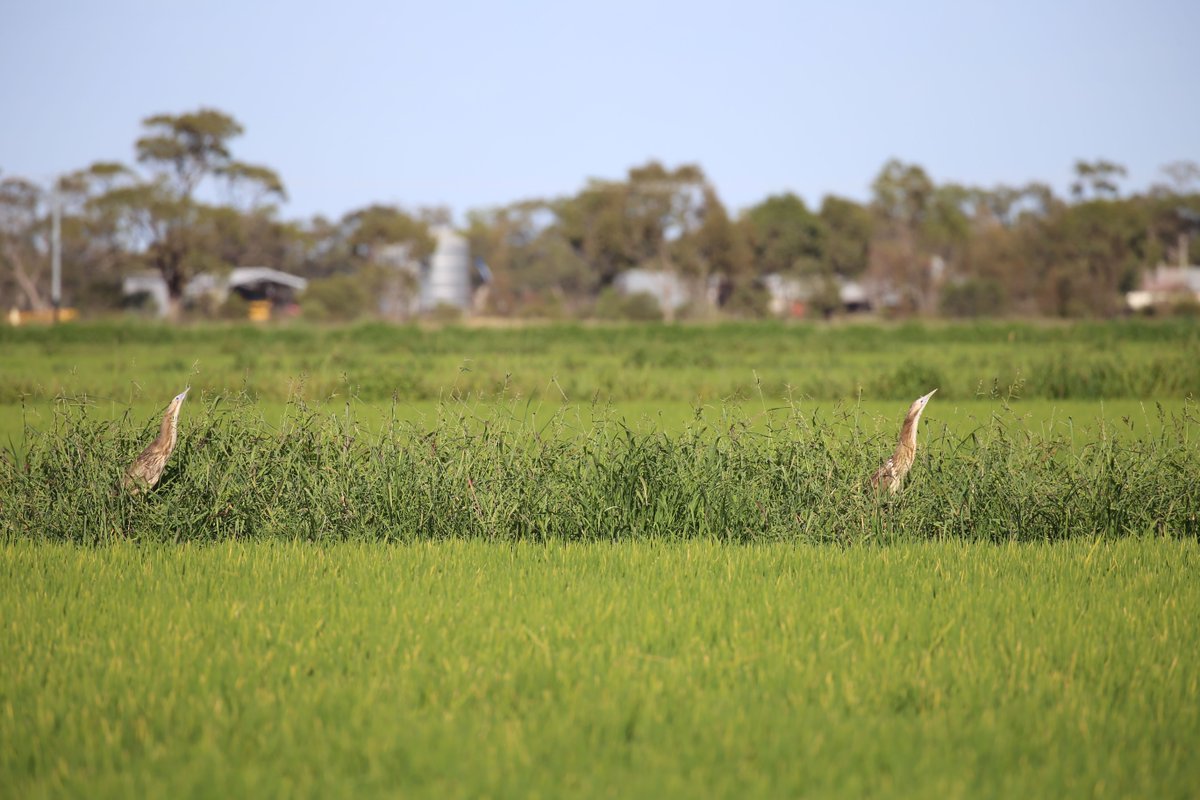 RGA (@ricegrowers) on Twitter photo Are you interested in learning more about Australasian Bitterns and how to grow #BitternFriendlyRice? 🌾
<a href="/LLSRiverina/">Riverina LLS</a> has developed a free online learning tool that talks about all things Bittern and Growing Bittern Friendly Rice. loom.ly/23rx6Bk Are you interested in learning more about Australasian Bitterns and how to grow #BitternFriendlyRice? 🌾
<a href="/LLSRiverina/">Riverina LLS</a> has developed a free online learning tool that talks about all things Bittern and Growing Bittern Friendly Rice. loom.ly/23rx6Bk