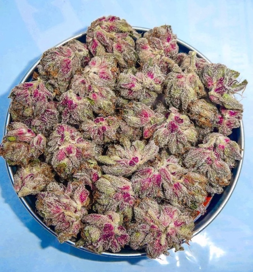 _StonersRUs_'s tweet photo. Tropicana Cherry 🌴🍒😍 https://t.co/bqhgCO4epM