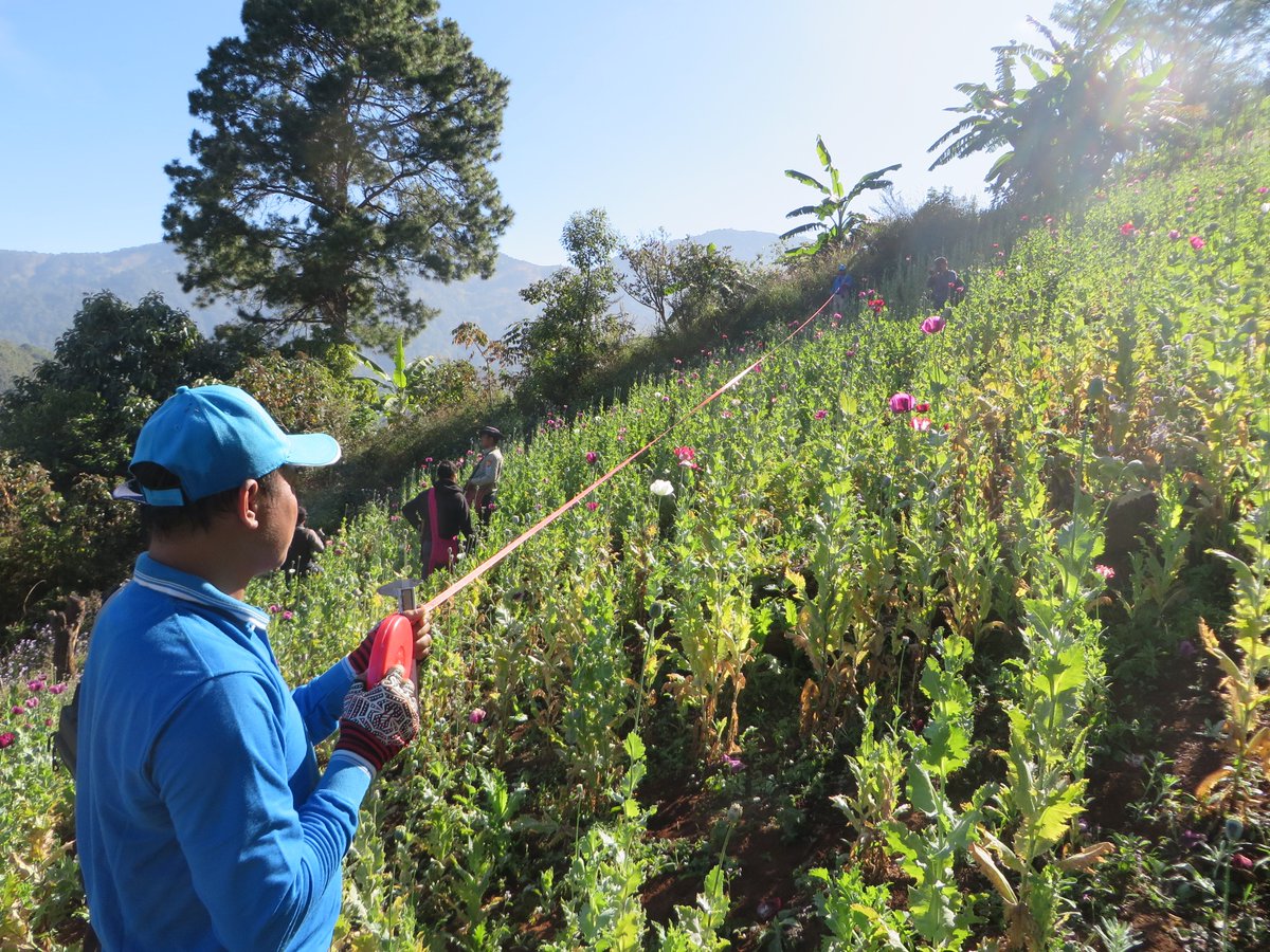 UNODC Southeast Asia-Pacific (@unodc_seap) on Twitter photo "The amount of opium produced in #Myanmar remains close to the highest levels we have seen since we first measured it more than 20 years ago."
- <a href="/UNODC/">UN Office on Drugs & Crime</a> Regional Rep <a href="/M_Karimipour/">Masood Karimipour</a>
New report out today ➡️ bit.ly/4g9TZvA "The amount of opium produced in #Myanmar remains close to the highest levels we have seen since we first measured it more than 20 years ago."
- <a href="/UNODC/">UN Office on Drugs & Crime</a> Regional Rep <a href="/M_Karimipour/">Masood Karimipour</a>
New report out today ➡️ bit.ly/4g9TZvA
