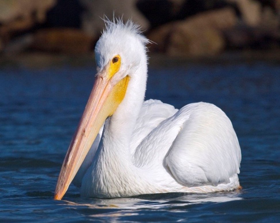 🚨BREAKING NEWS 🚨 Steve Stevens, guitarist for Billy Idol, Michael Jackson, and beyond others has been eaten by a pelican.