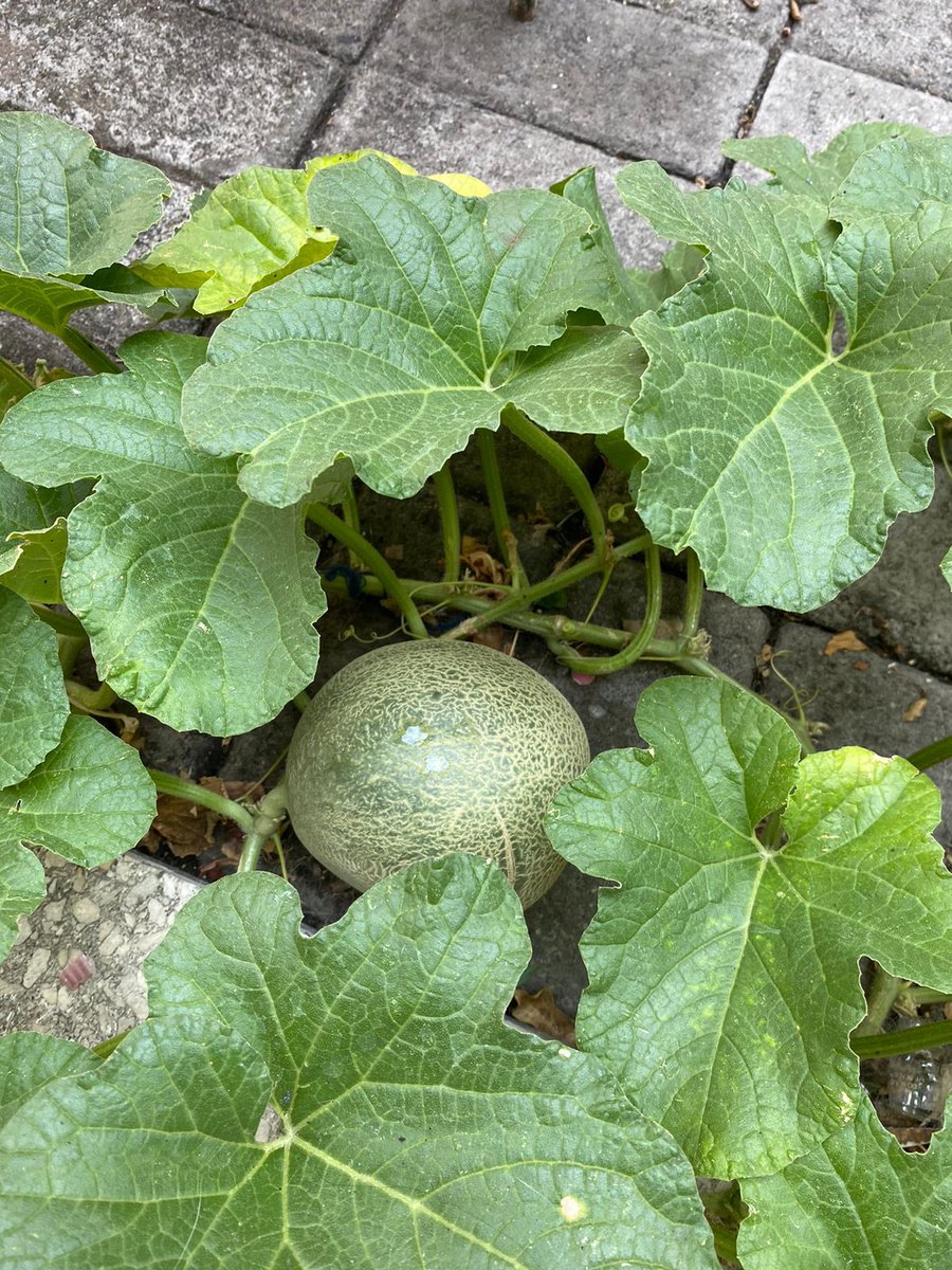 thenanadynasty's tweet image. Di rumahku tumbuh MELON