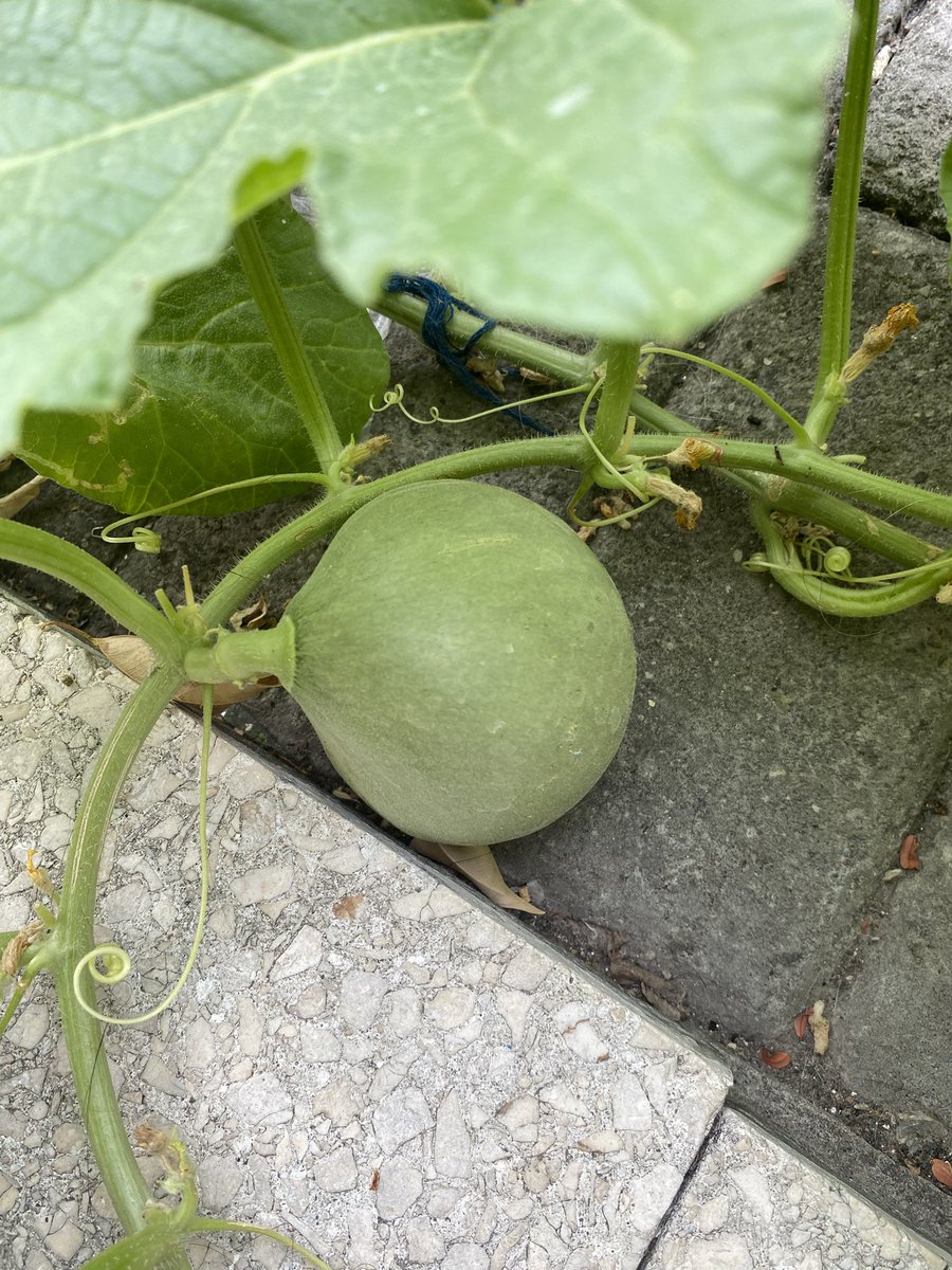 thenanadynasty's tweet image. Di rumahku tumbuh MELON