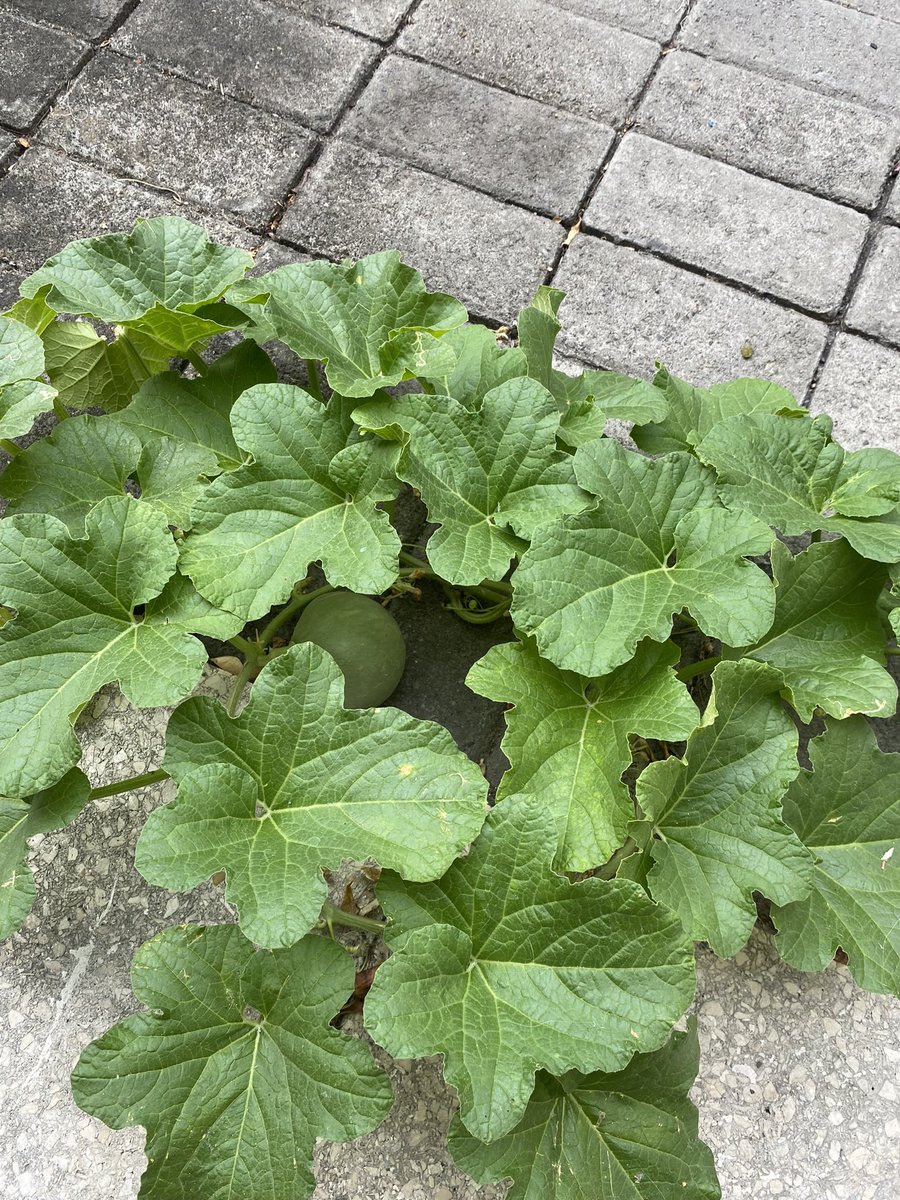 thenanadynasty's tweet image. Di rumahku tumbuh MELON