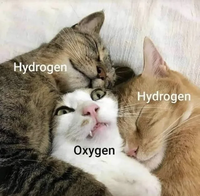 WholesomeMeme's tweet photo. https://t.co/jbezOEpjHv