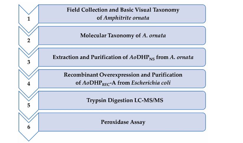 MPs_MDPI's tweet image. #newpaper 
🙌Welcome to read the paper by Edward L. D&apos;Antonio et al. | The Multifunctional Catalytic Hemoglobin from Amphitrite ornata: Protocols on Isolation, Taxonomic Identification, #ProteinExtraction, Purification, and Characterization
👉mdpi.com/2409-9279/7/6/…
#DNAbarcoding