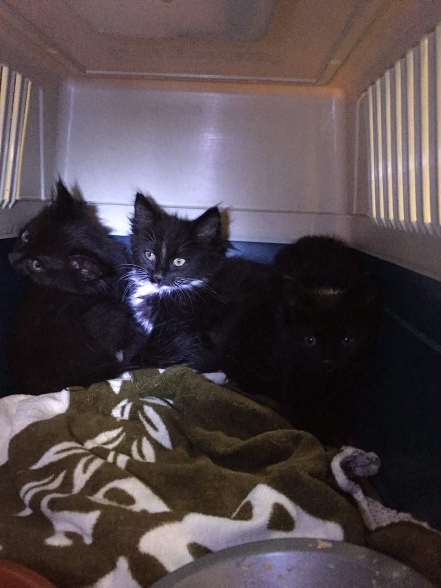 MissBilqis's tweet photo. Eight years ago, my sisters and I made some ... interesting choices.

I, for one, thank the Cat Distribution System for giving me my humans. I'm sure Nightshade and Grue do too. https://t.co/bNt9oPNVE4