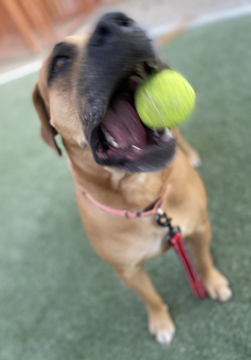 Vital Vegas tweet media