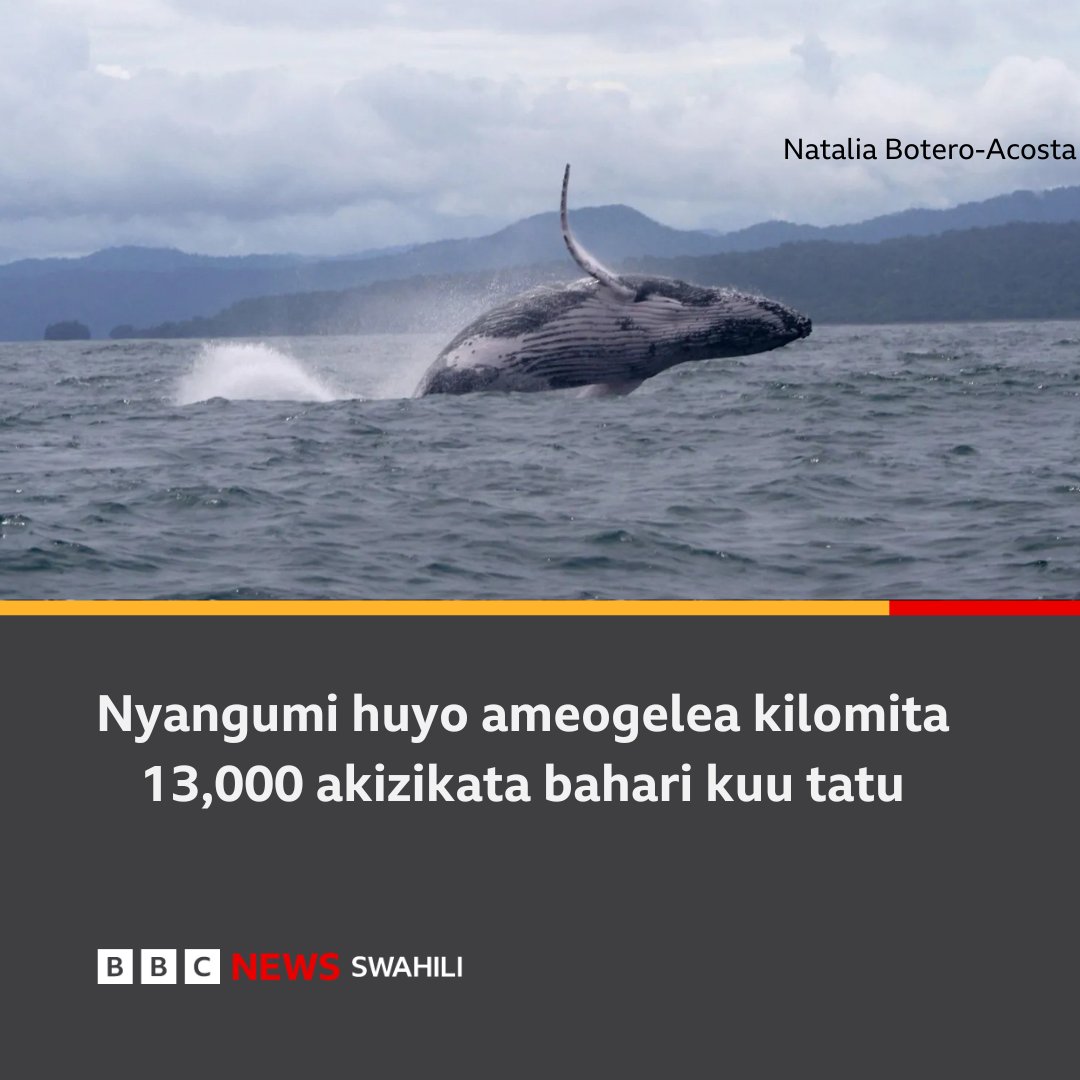 bbcswahili's tweet image. Nyangumi awashangaza wanasayansi kwa kusafiri kutoka Colombia hadi Tanzania 'kutafuta majike'
bbc.in/49BCWQM