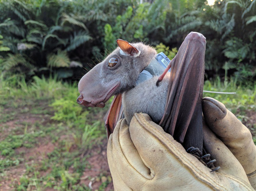 Ecological Horror of the day is the Hammerhead Bat.