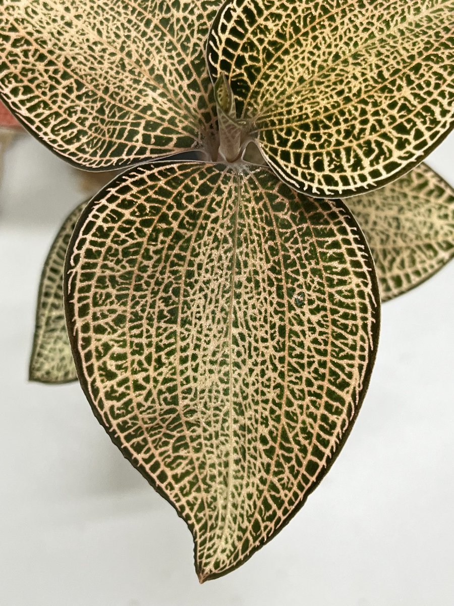 Tetsuya_fuku's tweet photo. Anoectochilus roxburghii Golden Vein Type
GAKIさんから入手。こちらも順調に育って2株に増殖。
もう一株がありますが、そちらは別個体で入手したもので、切り戻して仕立て直し中。
#anoectochilus
#アネクトキルス
#jewelorchid
#ジュエルオーキッド https://t.co/sJg0D5wtMV