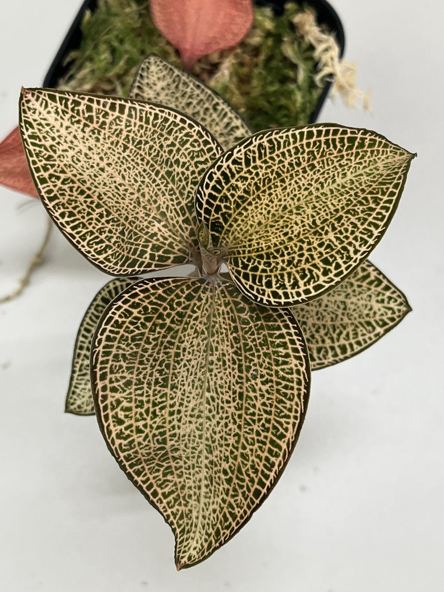 Tetsuya_fuku's tweet photo. Anoectochilus roxburghii Golden Vein Type
GAKIさんから入手。こちらも順調に育って2株に増殖。
もう一株がありますが、そちらは別個体で入手したもので、切り戻して仕立て直し中。
#anoectochilus
#アネクトキルス
#jewelorchid
#ジュエルオーキッド https://t.co/sJg0D5wtMV